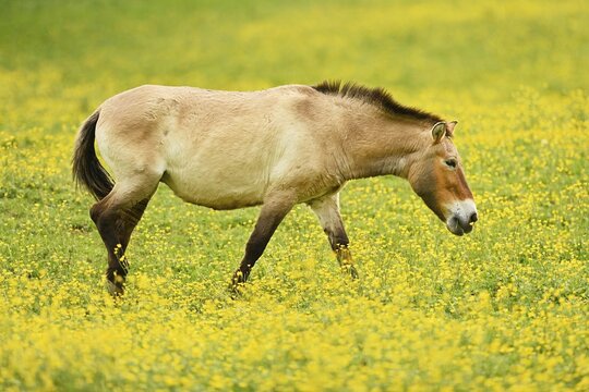 Przewalski's horse (Equus ferus przewalskii), mare on field of flowering buttercup (Ranunculus), running, captive, Switzerland