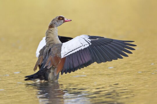 Egyptian Goose (Alopochen aegyptiacus) spreading its wings, North Hesse, Hesse, Germany
