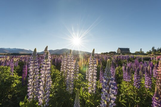 Sun shining through purple Large-leaved lupines (Lupinus polyphyllus), sunstern, Church of the Good Shepherd, Lake Tekapo, Canterbury Region, Southland, New Zealand