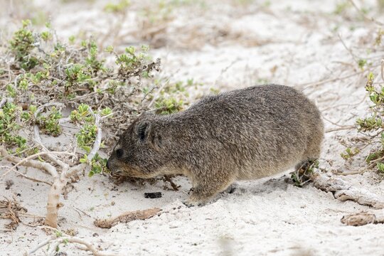 Rock hyrax (Procavia capensis), adult, beach, foraging, alert, Boulders Beach, Simon's Town, Western Cape, South Africa