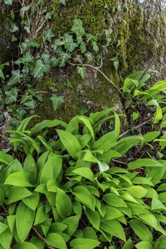 Wild garlic (Allium ursinum), leaves, wild garlic leaves, wild, tree, tree trunk, spring, Kochel, Alpine foothills, Bavaria, Germany