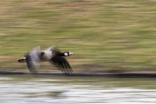 Hybrid Canada Goose (Branta canadensis), flying, moving, motion blur, Hesse, Germany