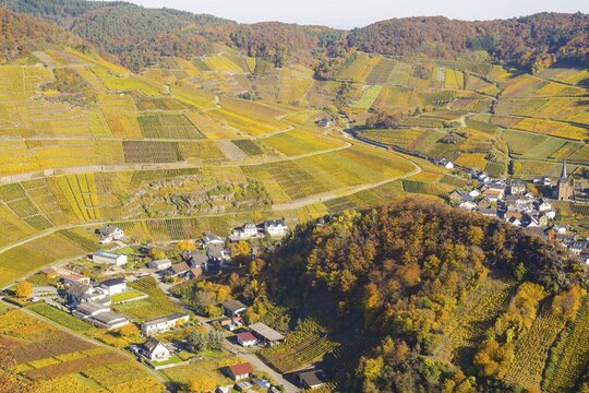 Vineyards in autumn, Mayscho&szlig; with parish church, red wine growing region Ahrtal, red wine of the Pinot Noir and Portugieser grape is grown here, Eifel, Rhineland-Palatinate, Germany