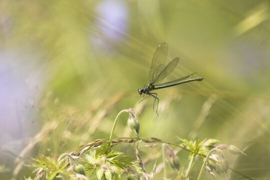 Banded demoiselle (calopteryx splendens), female, approaching Meadow cranesbill (Geranium pratense), Hesse, Germany