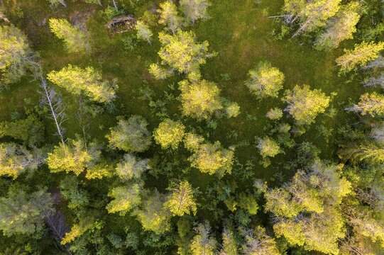 Aerial view, bird's eye view, Boreal coniferous forest from above, Namsskogan, Tr&oslash;ndelag, Norway