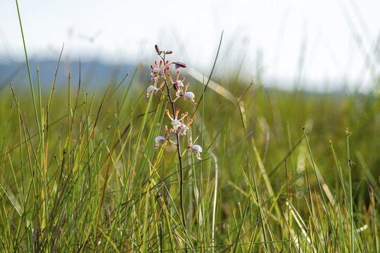Orchid (Eulophia angolensis Rchb.f. Summerh.) in Mabamba Swamp, Lake Victoria, Uganda