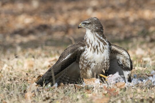 Mantled buzzard (Buteo buteo) positions its prey on the ground, surrounded by dried autumn leaves, Hesse, Germany