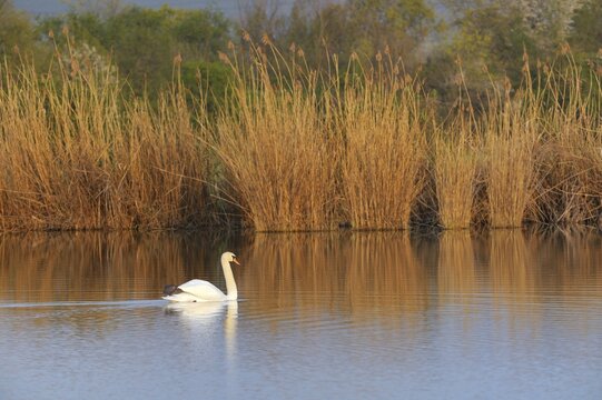Mute Swan (Cygnus olor), Schoenau fishponds, Triestingtal valley, Lower Austria, Austria, Europe