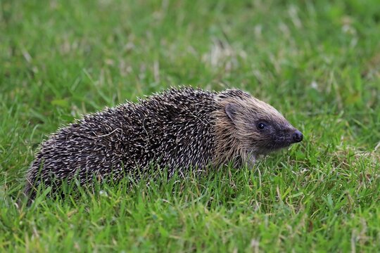 Hedgehog (Erinaceus europaeus), adult, Surrey, England, United Kingdom