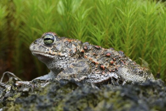 Natterjack toad (Bufo calamita), Emsland, Lower Saxony, Germany