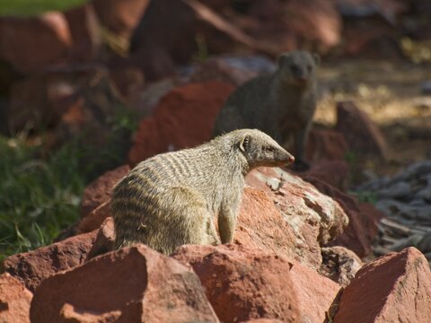 Banded Mungoose (Mungos mungo) at the camping site in the Waterberg National Park, Namibia, Africa