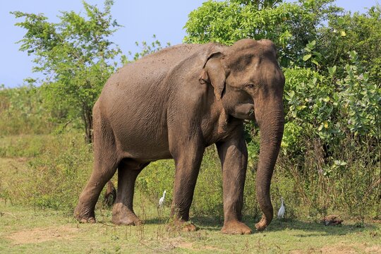 Sri Lankan elephant (Elephas maximus maximus), adult, male, eating, Udawalawe National Park, Sri Lanka
