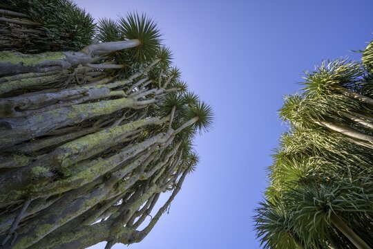 Canary canary islands dragon tree (Dracaena draco), Dragos Salvatierra, Santo Domingo, La Palma, Spain