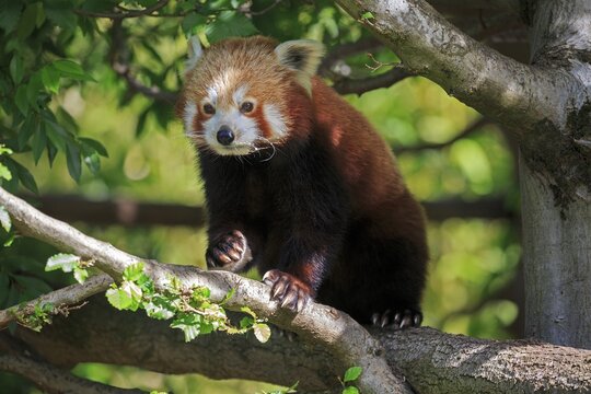 Western lesser panda (Ailurus fulgens), adult, running, on tree, captive, Himalaya, Central Asia