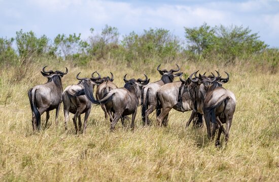 Blue wildebeest (Connochaetes taurinus), group from behind, Serengeti National Park, Tanzania