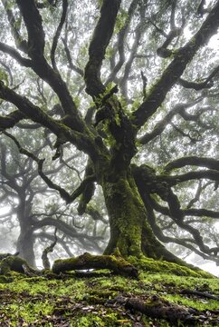 Laurel trees overgrown with moss and plants in the mist, Old laurel forest, stinkwood (Ocotea foetens), Laurisilva, UNESCO World Heritage Site, Fanal, Madeira, Portugal
