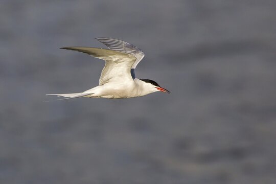 Common Tern (Sterna hirundo), in flight, Texel,  North Holland, The Netherlands