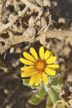 Coastal Gazania (Gazania rigens) near Rosh Pinah, Namibia, Africa
