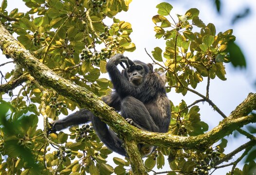Chimpanzee (Pan Troglodytes), adult male in a tree, eating fruit, Murchison Falls National Park, Uganda