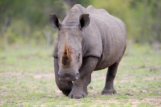 White rhinoceros (Ceratotherium simum), adult, running, Pachyderm, Sabi Sand Game Reserve, Kruger National Park, South Africa