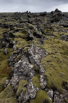 Elongate Rock Moss (Niphotrichum elongatum) growing in a lava field, Reykjanesskagi, Southern Peninsula or Reykjanes, Iceland