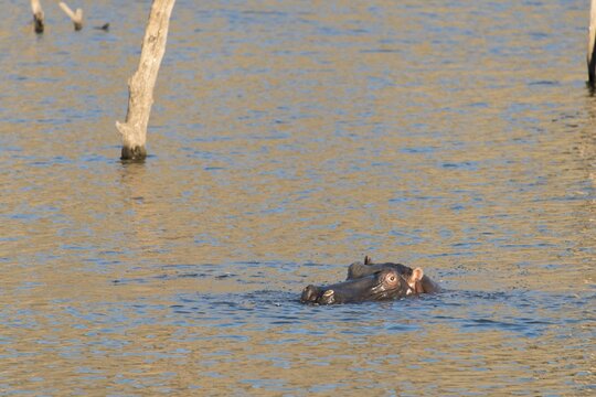 Hippopotamus (Hippopotamus amphibius), Andreas Damm, Khomas, Namibia