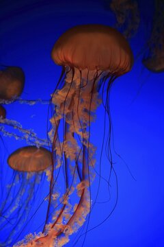 Pacific Sea Nettles (Chrysaora fuscescens), Swarm in water, California, USA