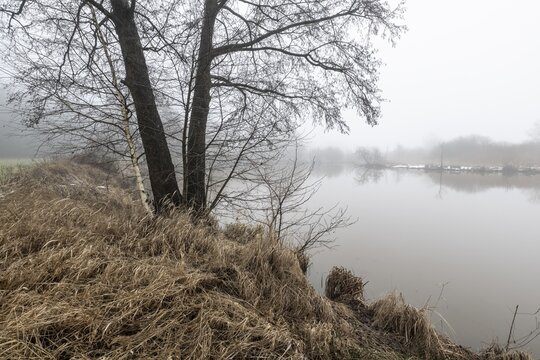 Pond landscape with black alder (Alnus glutinosa) in the fog, Emsland, Lower Saxony, Germany