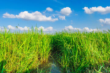 Fototapeta premium Scenic view landscape of Rice field green grass with field cornfield or in Asia country agriculture harvest with fluffy clouds blue sky daylight background.