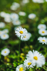Fototapeta premium Field of white daisies blossoms in sunlight with green grass in the background during a warm spring day