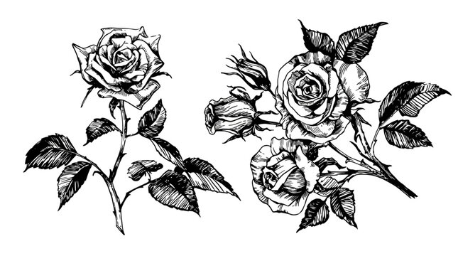 A detailed black and white illustration of two rose flowers with leaves and buds on stems.