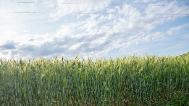 Tall green wheat close-up under an expressive cloudy sky in a rural field.