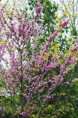 Obraz premium Blooming flowers on tree branches in springtime garden with green leaves and forest background