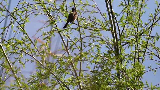 4K real shot of tender green spring branches with little birds perching on twigs