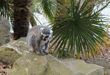 Fototapeta premium Exotic primate sitting on a rock in a tropical park scenery