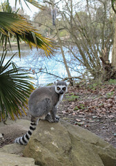 Fototapeta premium Wild lemur catta looking forward near a river bank