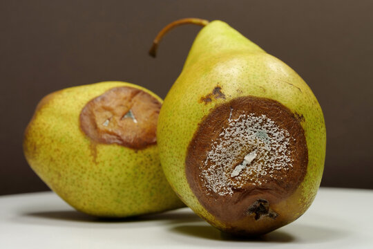 Overripe and rotten pears. Pears covered with mold. Process of spoiling fruits