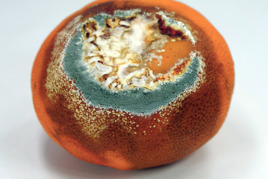 Overripe and rotten mandarin. Rotten tangerine covered with mold