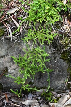 Club moss (Lycopodium clavatum) is a brush-like, creeping evergreen fern, a primitive plant with medicinal properties.