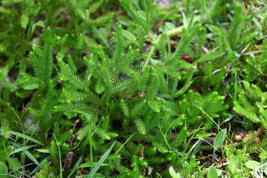 Club moss (Lycopodium clavatum) is a brush-like, creeping evergreen fern, a primitive plant with medicinal properties.