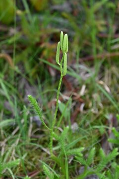 Club moss (Lycopodium clavatum) is a brush-like, creeping evergreen fern, a primitive plant with medicinal properties.