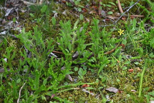 Club moss (Lycopodium clavatum) is a brush-like, creeping evergreen fern, a primitive plant with medicinal properties.