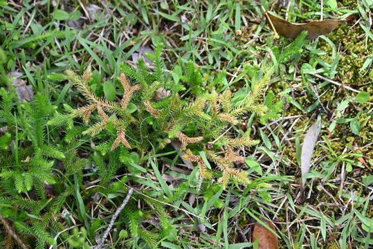 Club moss (Lycopodium clavatum) is a brush-like, creeping evergreen fern, a primitive plant with medicinal properties.