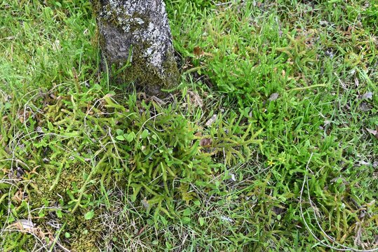 Club moss (Lycopodium clavatum) is a brush-like, creeping evergreen fern, a primitive plant with medicinal properties.