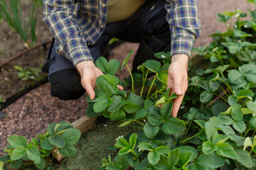 Fototapeta premium Man working in backyard garden, kneeling and examining strawberry plants closely. Organic berry cultivation concept