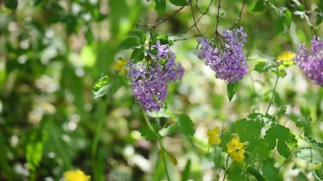 Lilac flowers blossom background - Branch with purple petals blooming and swaying in the wind - Spring nature.
