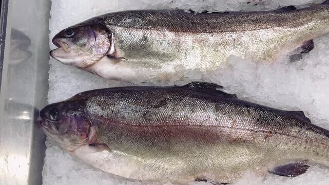 Fresh frozen sea trout on ice, rows of whole trout on shallow crushed ice at seafood counter, silvery scales glistening under shop