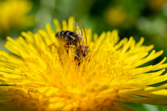 Macro close-up of a hard-working honey bee pollinating a vibrant yellow dandelion flower on a sunny spring day. Nature biodiversity, ecology and environment protection