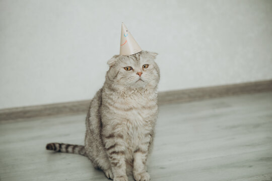 Funny grumpy Scottish Fold cat wearing a small birthday party hat sitting on the floor