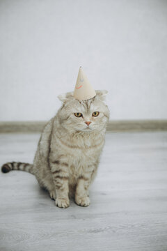 Funny grumpy Scottish Fold cat wearing a small birthday party hat sitting on the floor